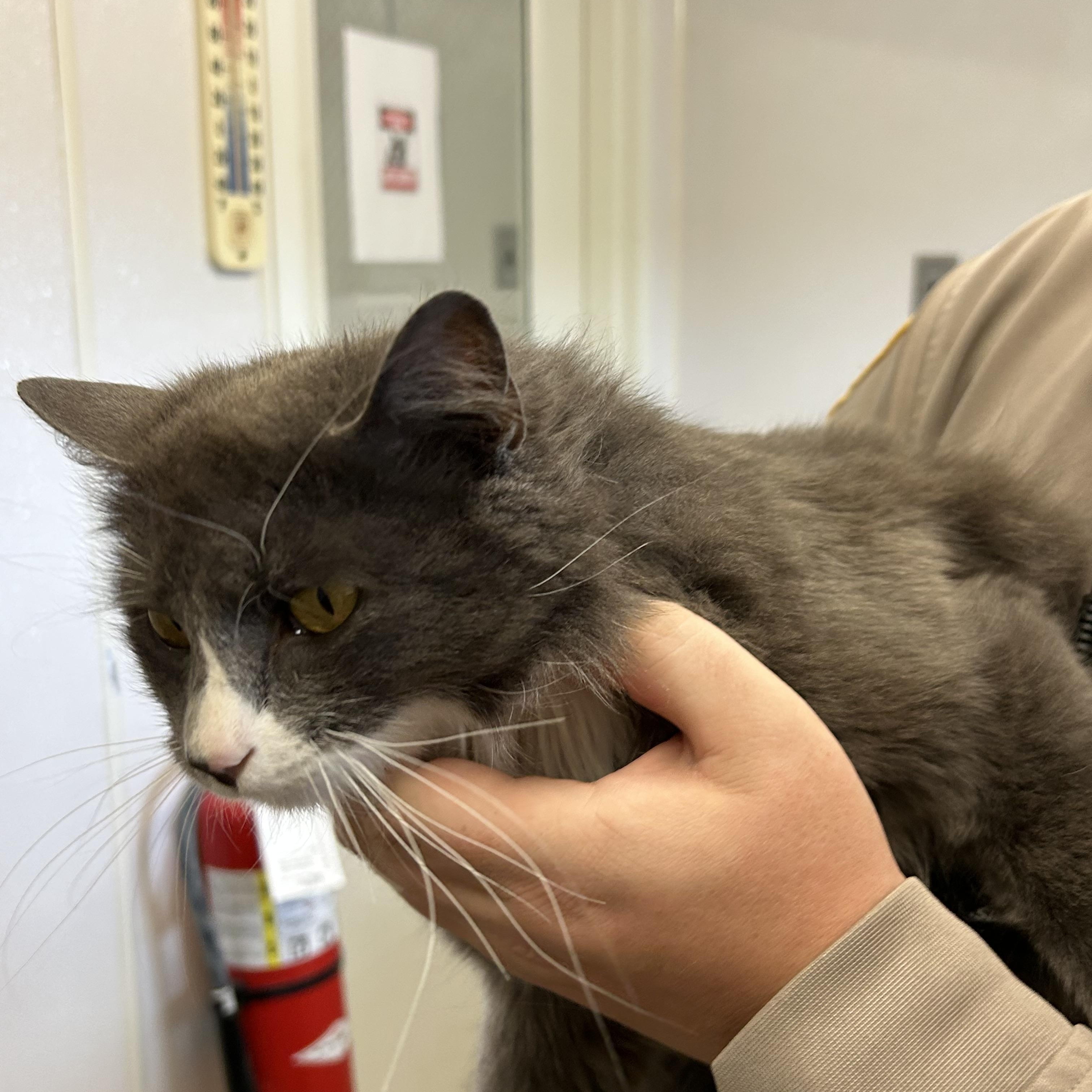 Enlarge Luna, a ADOPTABLE Domestic Long Hair in Charles City, VA image 2/4