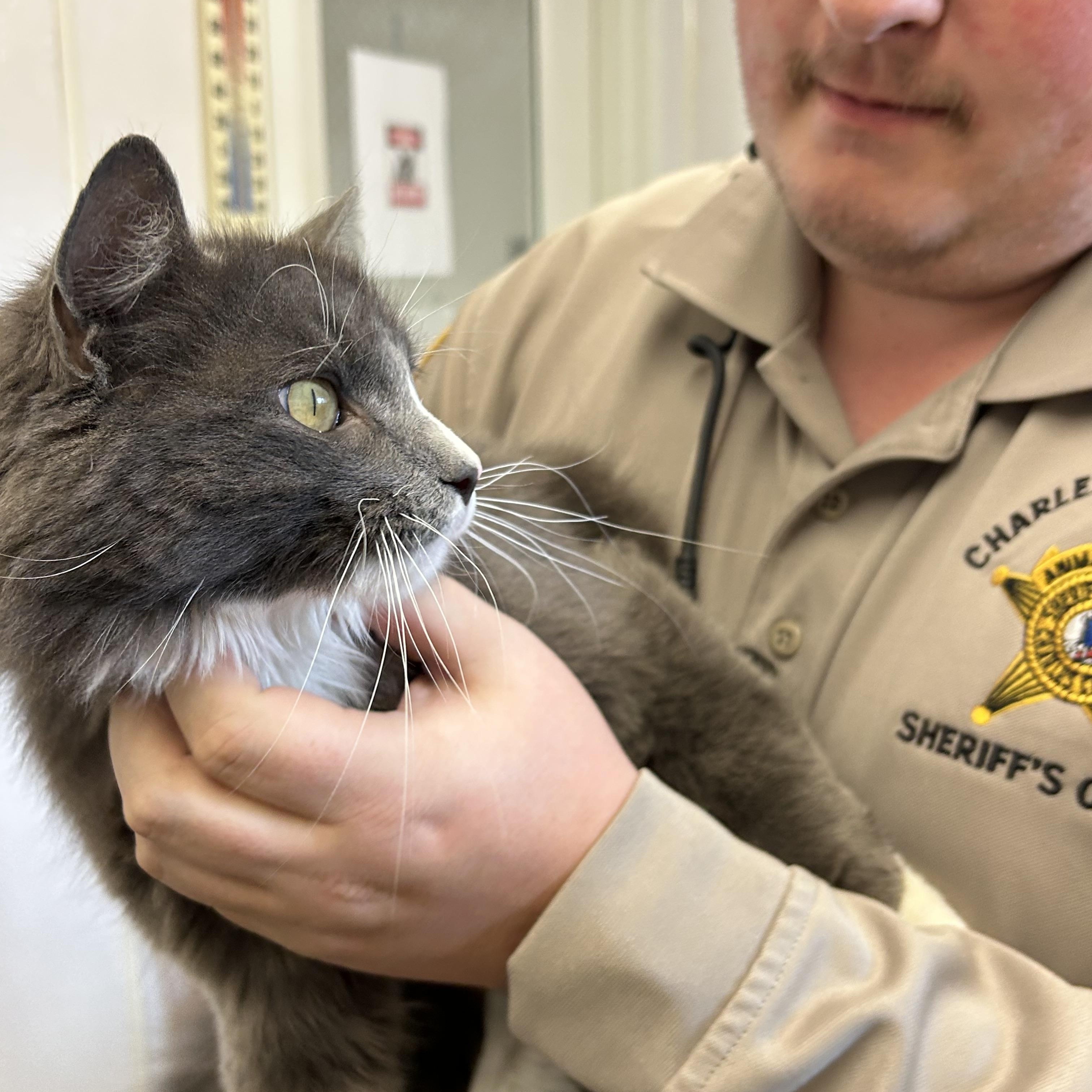 Enlarge Luna, a ADOPTABLE Domestic Long Hair in Charles City, VA image 4/4