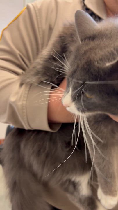 Enlarge Luna, a ADOPTABLE Domestic Long Hair in Charles City, VA video 3/4