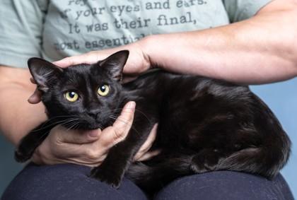 Noir, Adoptable, Kitten Female Domestic Short Hair & Domestic Short Hair.