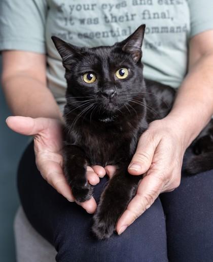 Enlarge Noir, a Adoptable Domestic Short Hair in El Dorado Hills, CA image 2/2