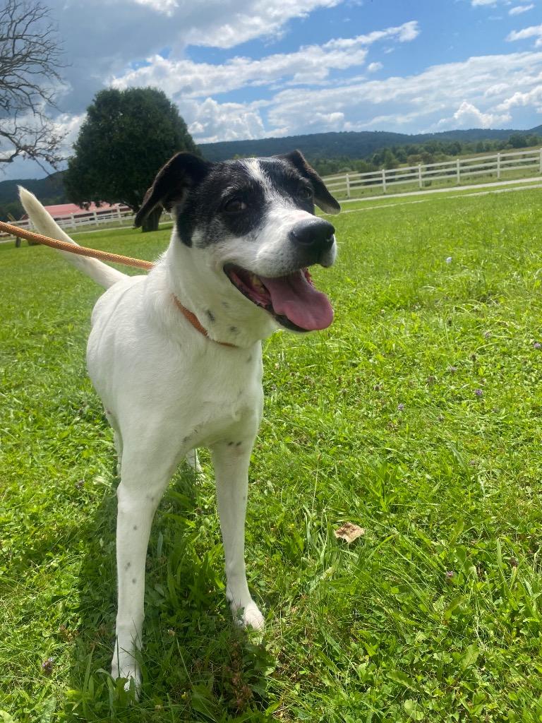 Luna, Adoptable, Senior Female Collie.