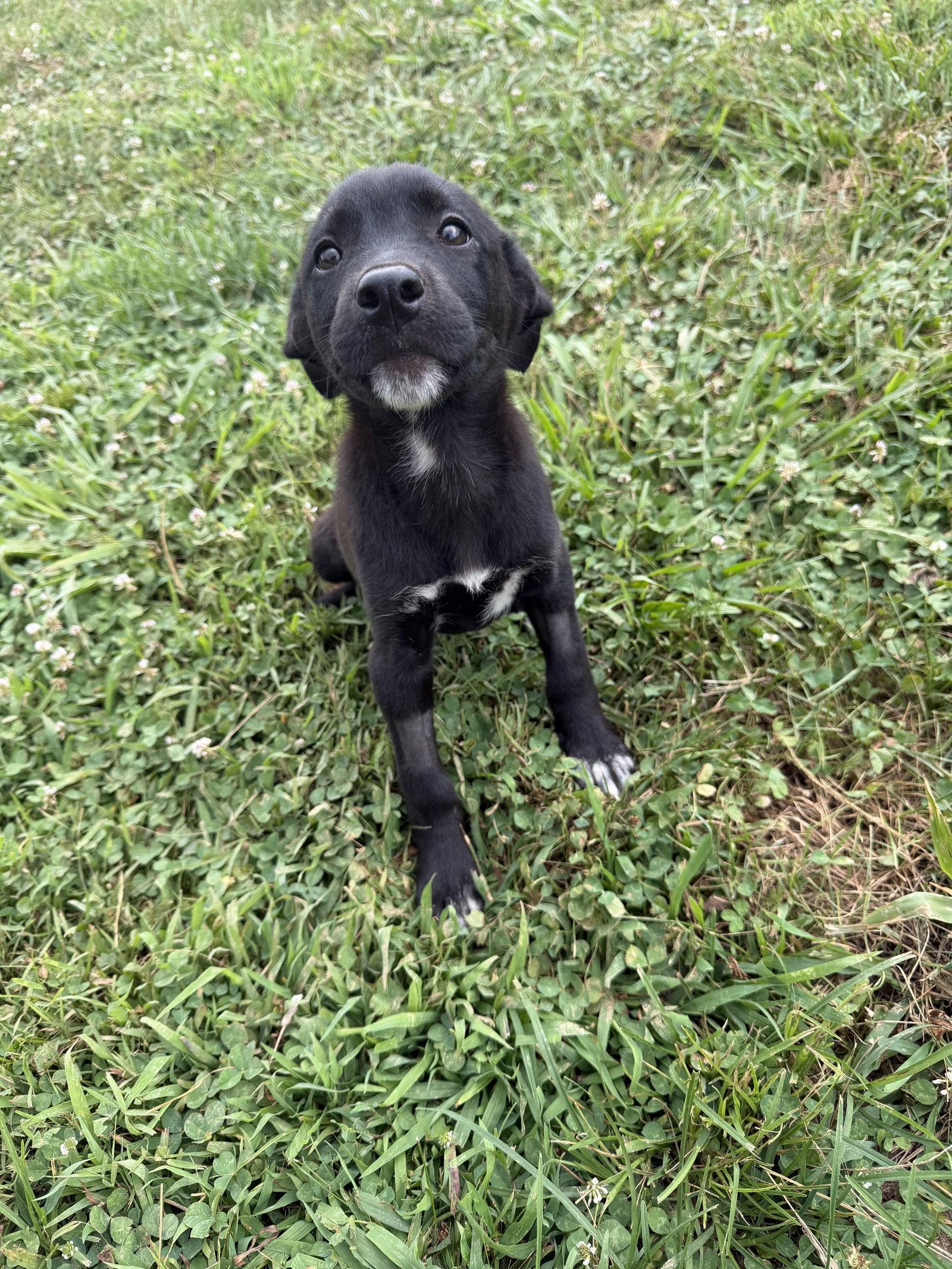 Violet, Adopted, Puppy Female Labrador Retriever.