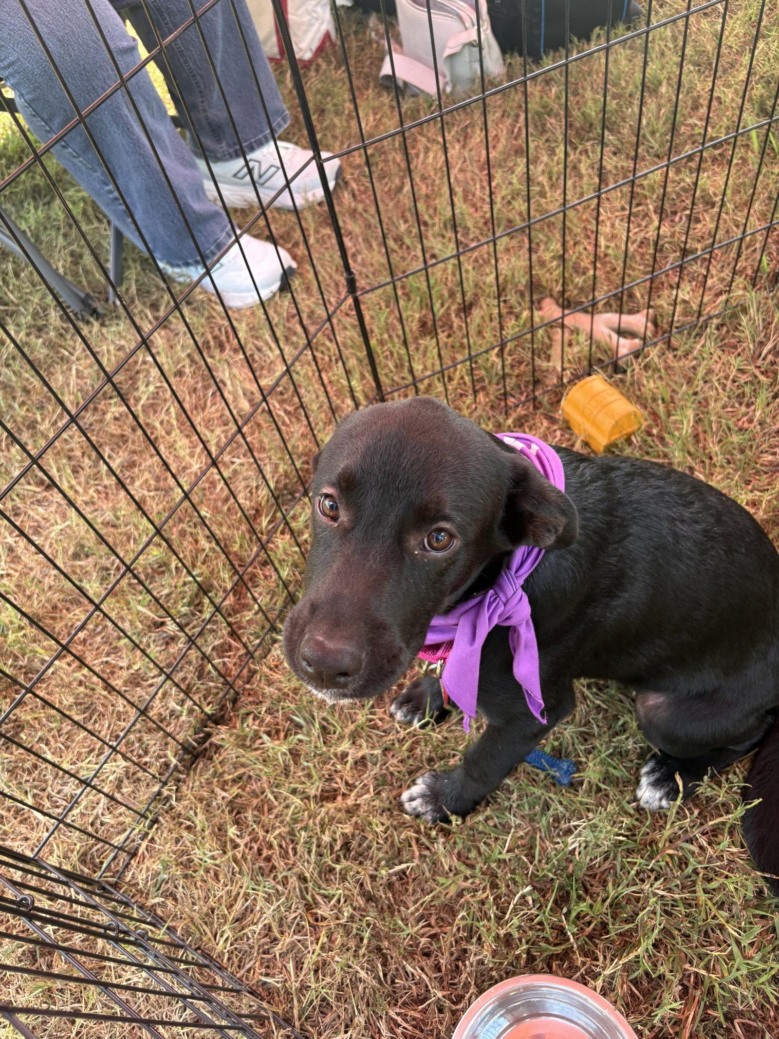 Enlarge Violet, a Adopted Labrador Retriever in Nashville, TN image 2/3