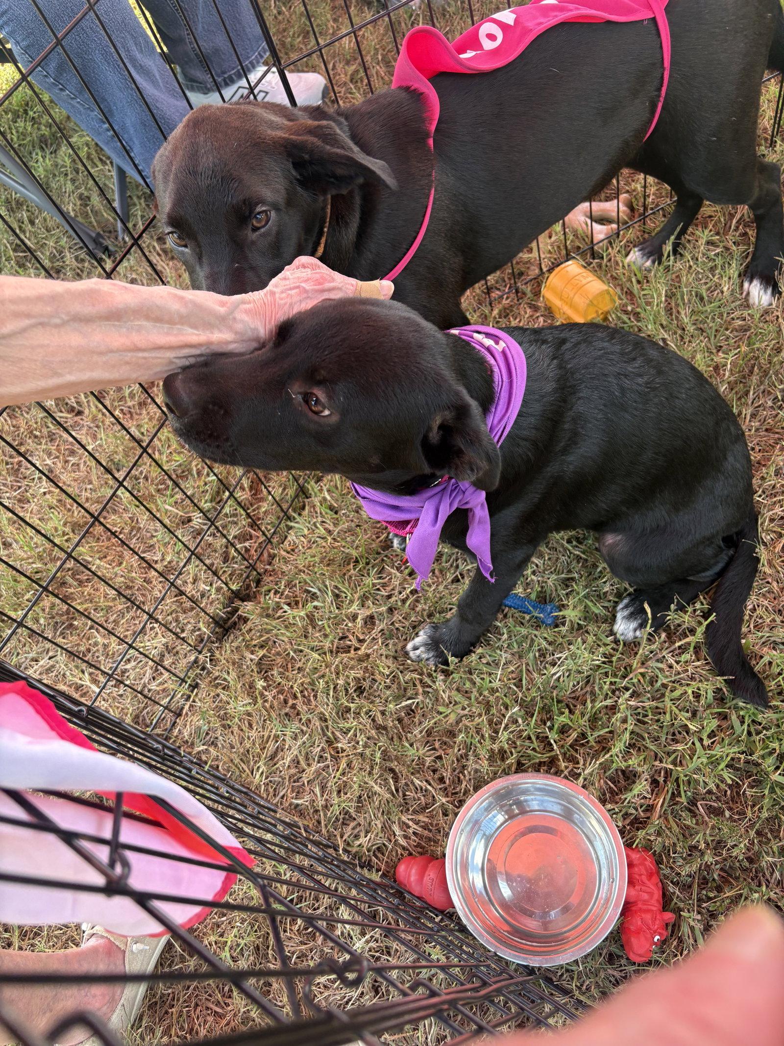 Enlarge Violet, a Adopted Labrador Retriever in Nashville, TN image 3/3