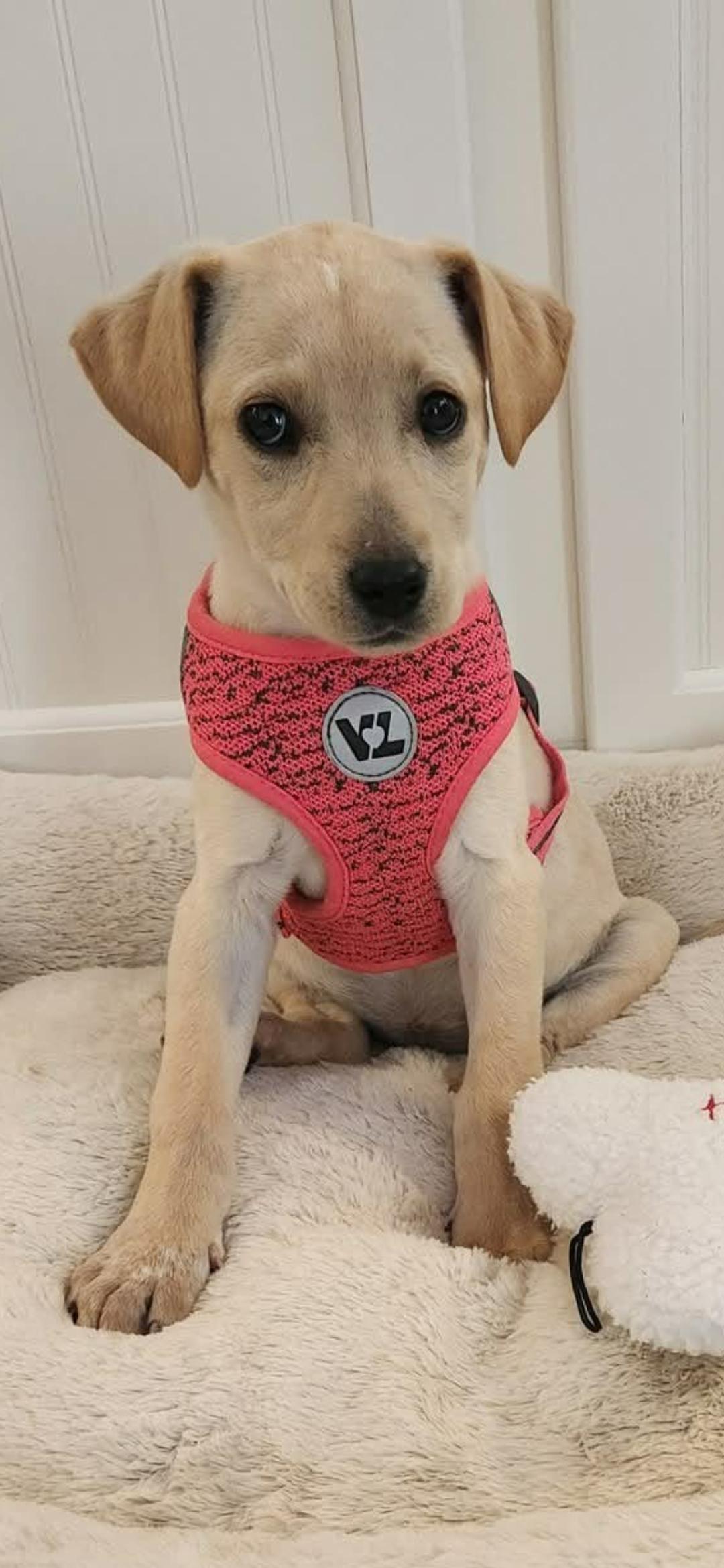 Enlarge Rosie, a ADOPTABLE mixed breed in North Haverhill, NH image 1/1