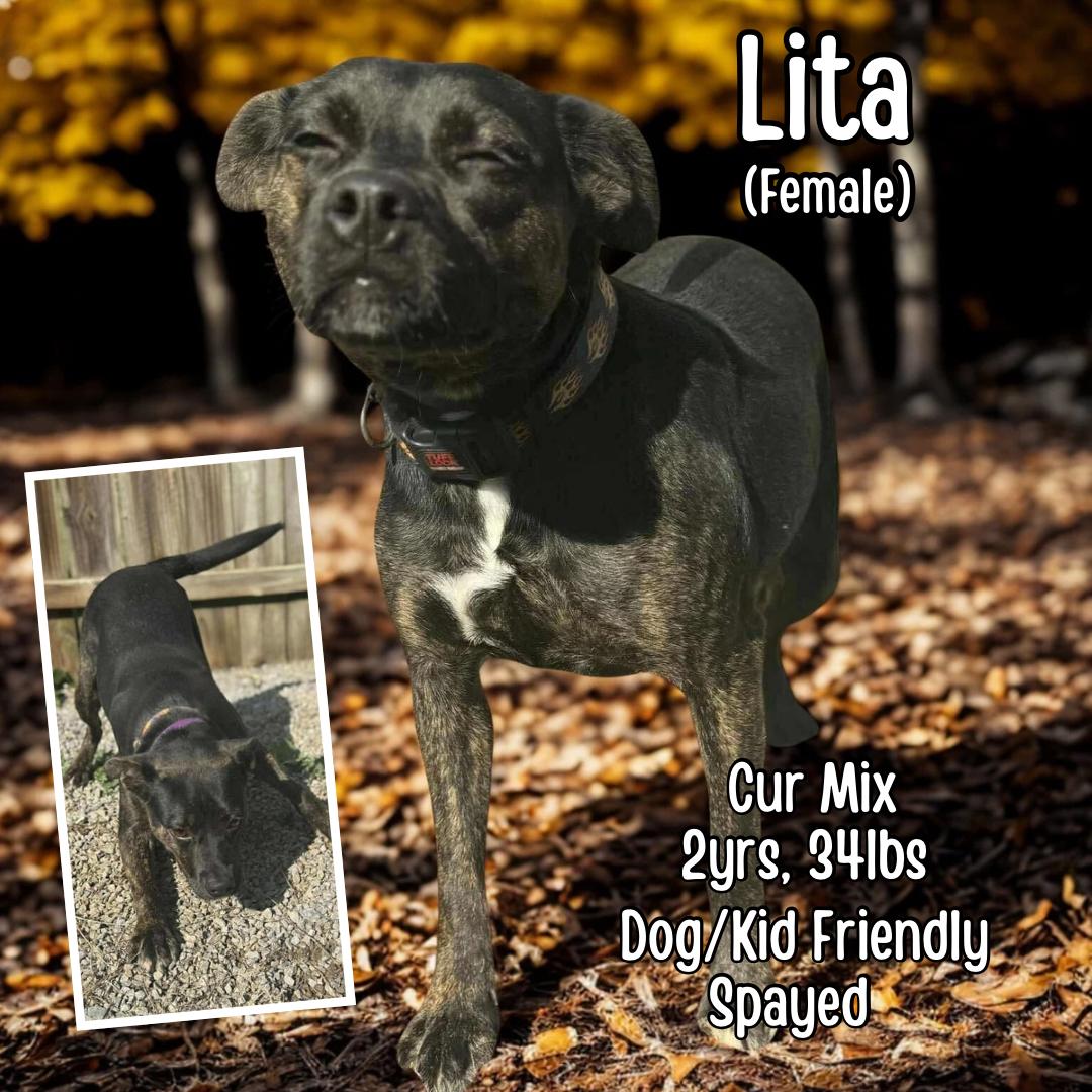 Lita, adopted, Adult Female Mountain Cur.