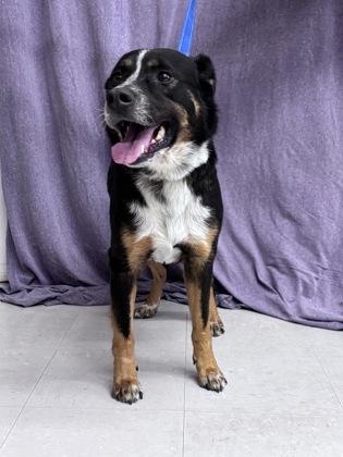 Enlarge Joker, a Adoptable mixed breed in McCook, NE image 2/6