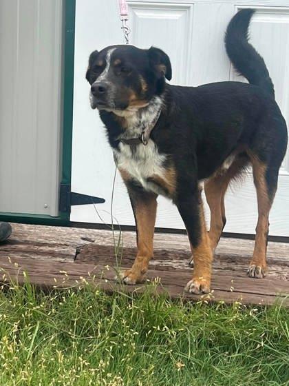 Enlarge Joker, a Adoptable mixed breed in McCook, NE image 5/6