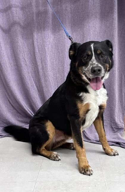 Enlarge Joker, a Adoptable mixed breed in McCook, NE image 1/6