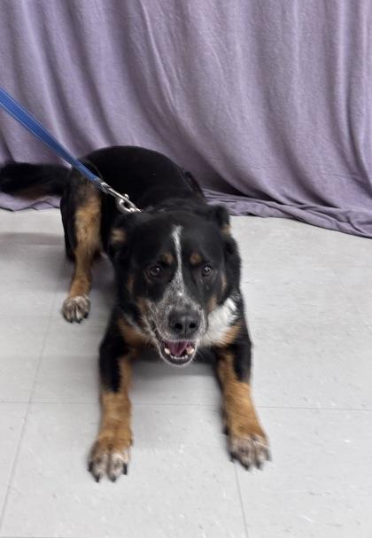 Enlarge Joker, a Adoptable mixed breed in McCook, NE image 3/6