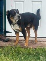 Enlarge Joker, a Adoptable mixed breed in McCook, NE image 6/6