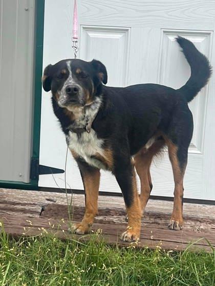 Enlarge Joker, a Adoptable mixed breed in McCook, NE image 4/6
