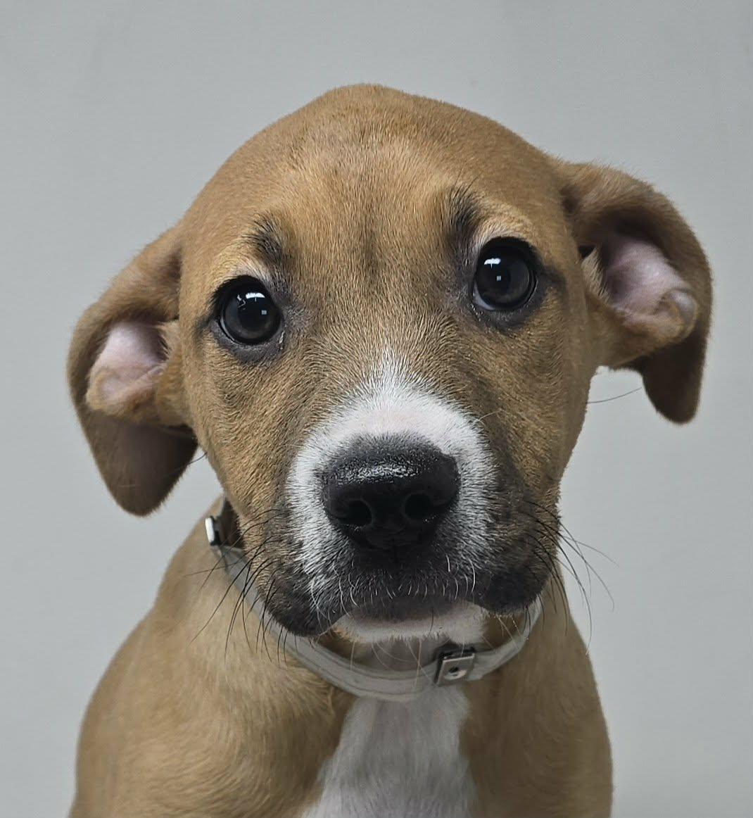 Buckingham, ADOPTABLE, Puppy Male Boxer.