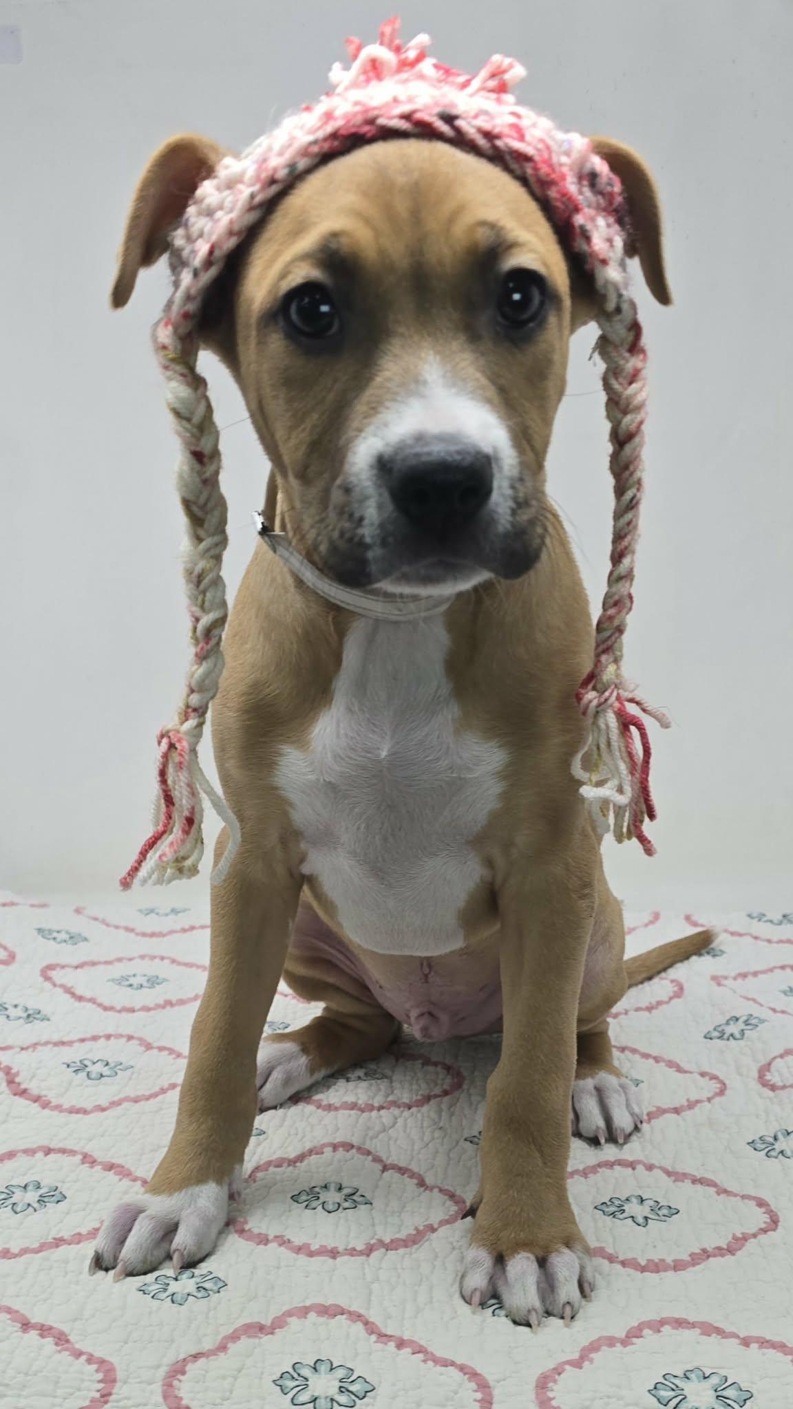Enlarge Buckingham, an adopted mixed breed in Newport, TN image 3/5