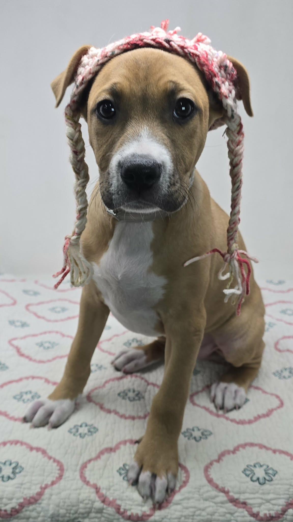 Enlarge Buckingham, an adopted mixed breed in Newport, TN image 4/5