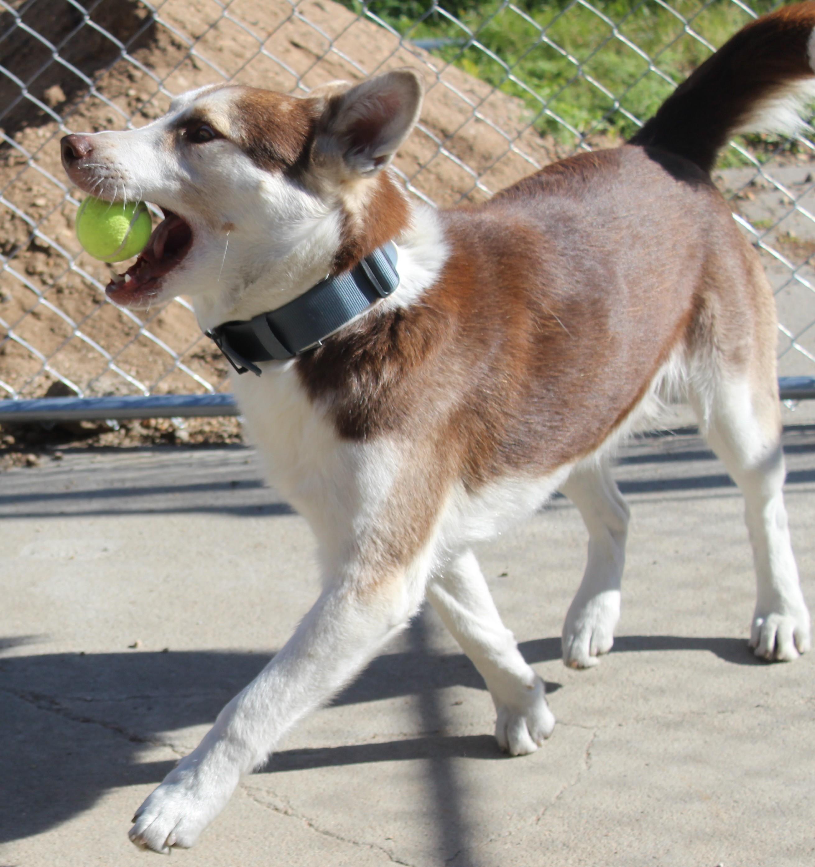 Koby Bear, Adoptable, Adult Male Husky.