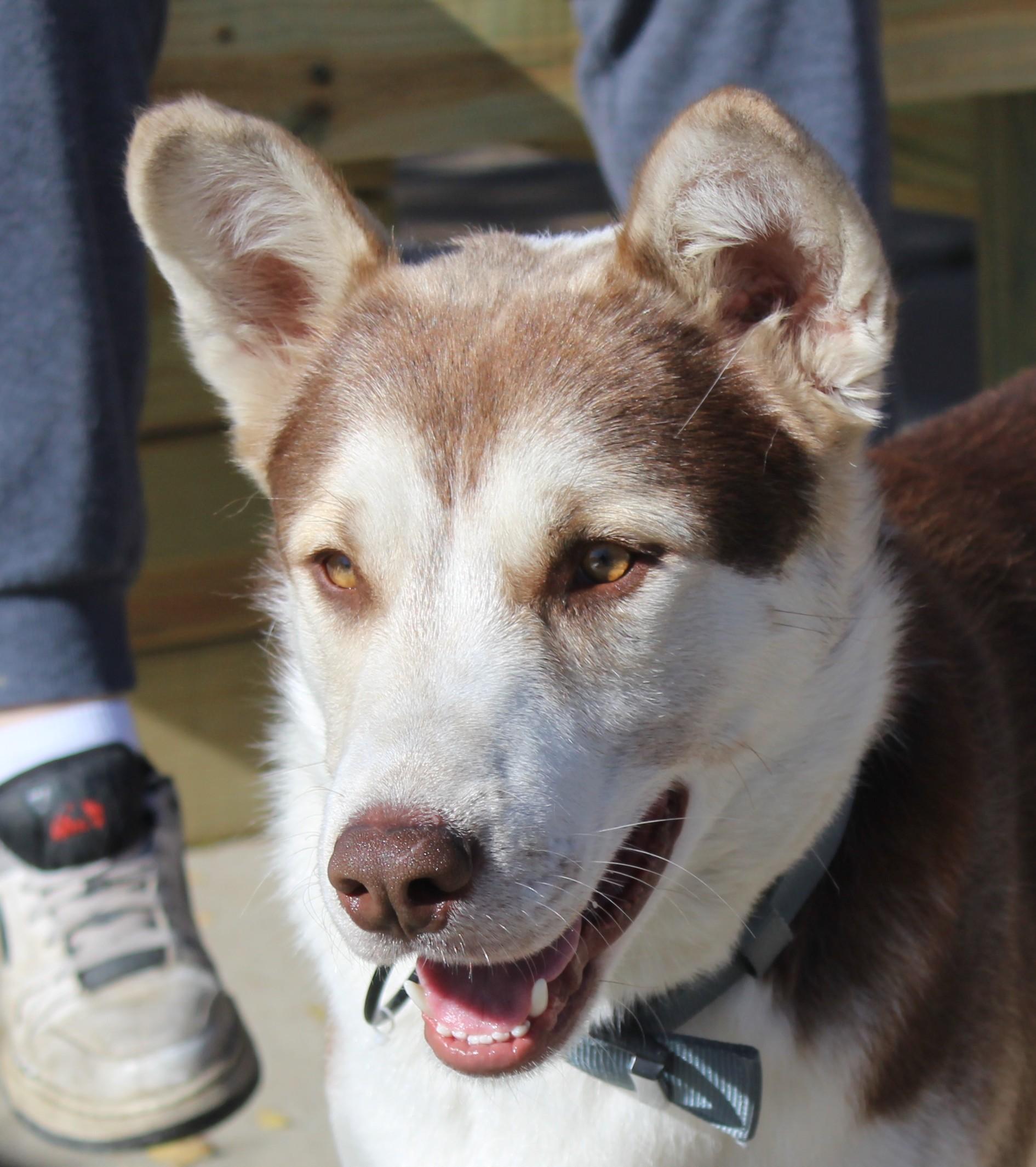 Koby Bear, a Adoptable mixed breed in Huron, SD image 2/5
