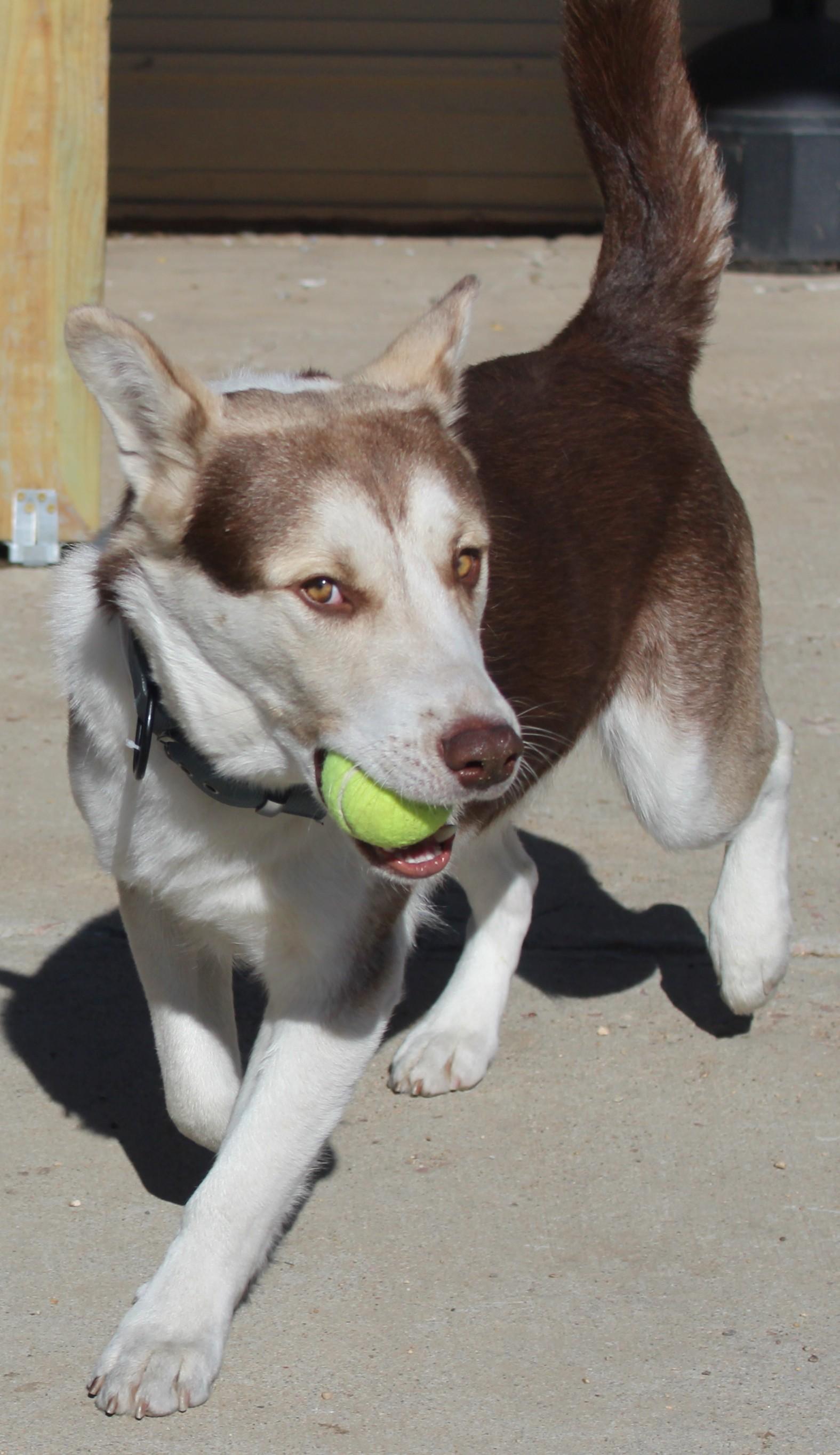 Koby Bear, a Adoptable mixed breed in Huron, SD image 3/5