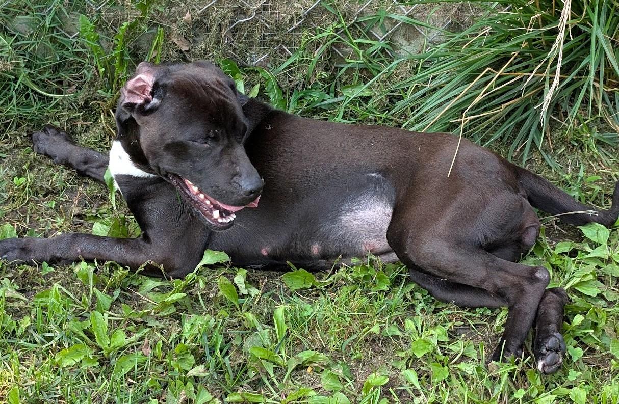 Enlarge Kaya, a Adoptable mixed breed in Carthage, IL image 6/6