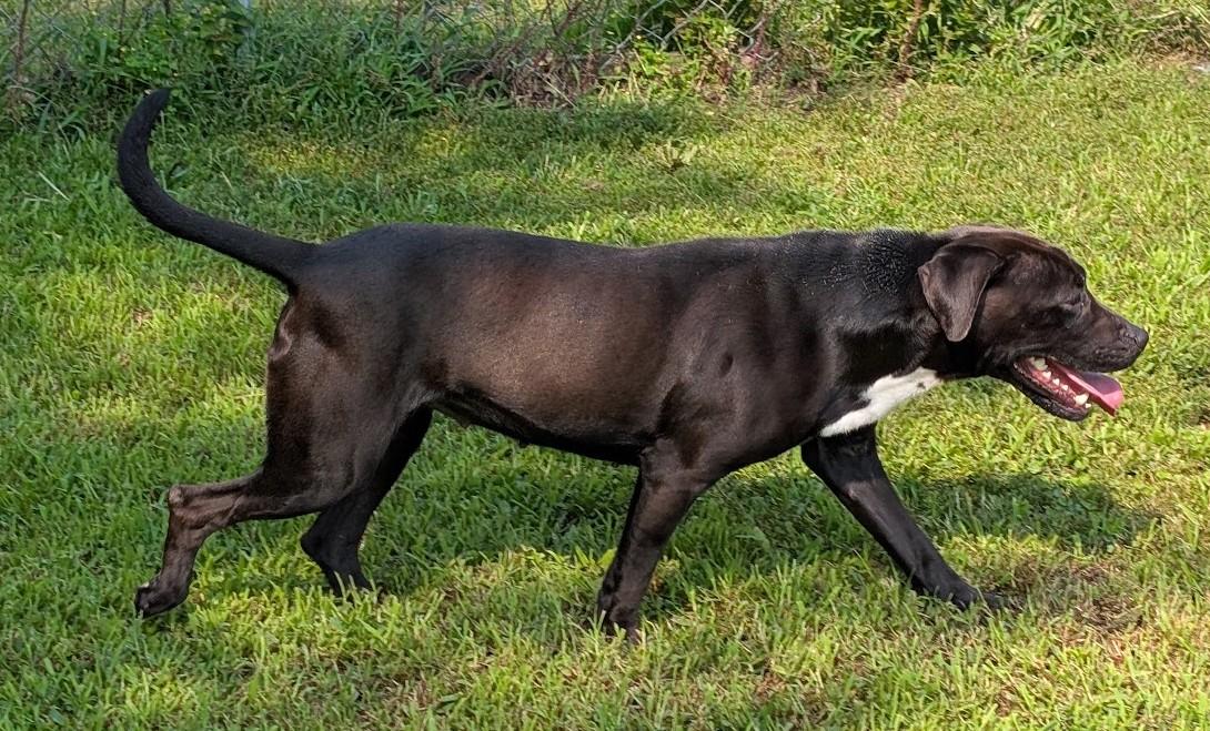 Enlarge Kaya, a Adoptable mixed breed in Carthage, IL image 4/6