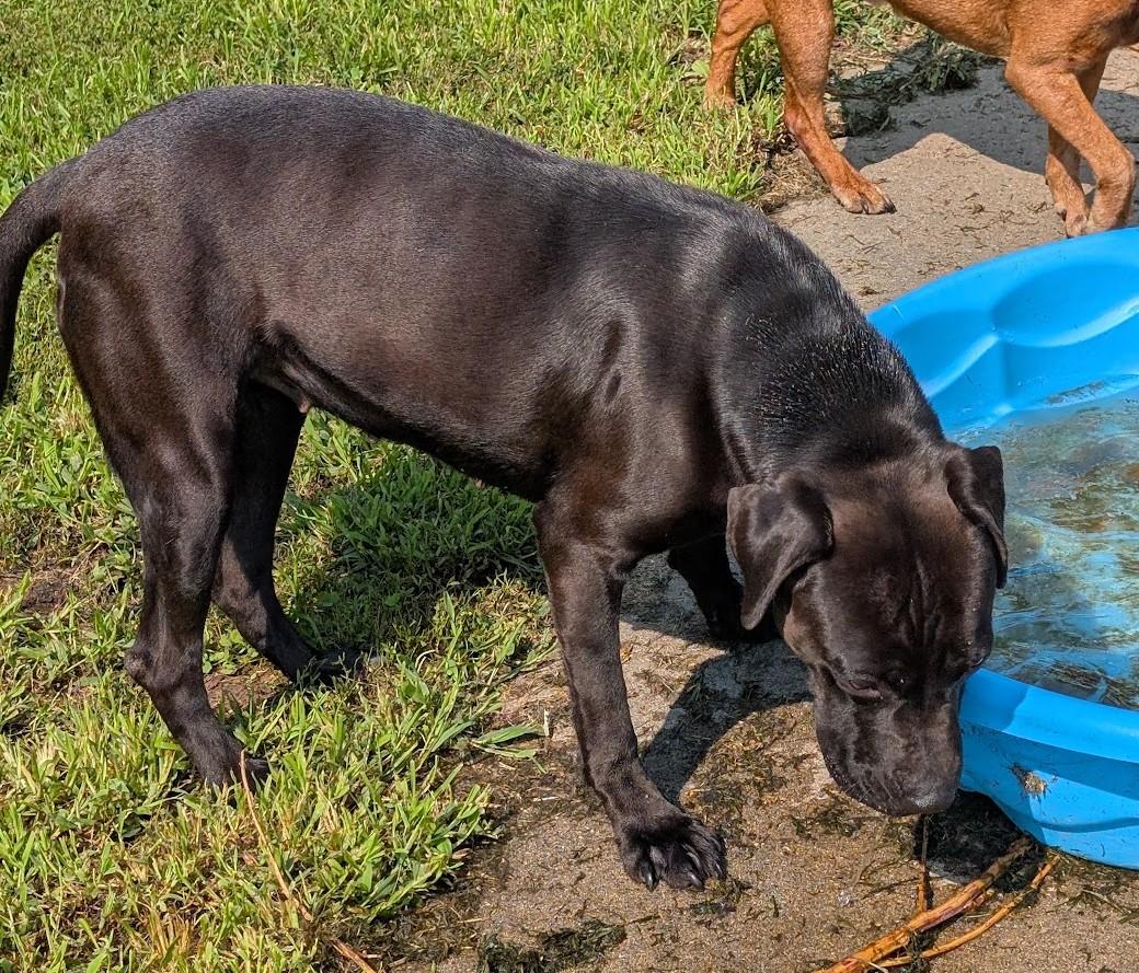 Enlarge Kaya, a Adoptable mixed breed in Carthage, IL image 5/6