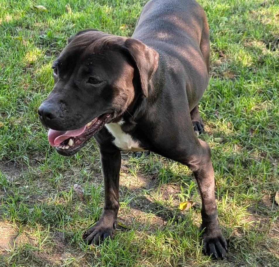 Enlarge Kaya, a Adoptable mixed breed in Carthage, IL image 3/6