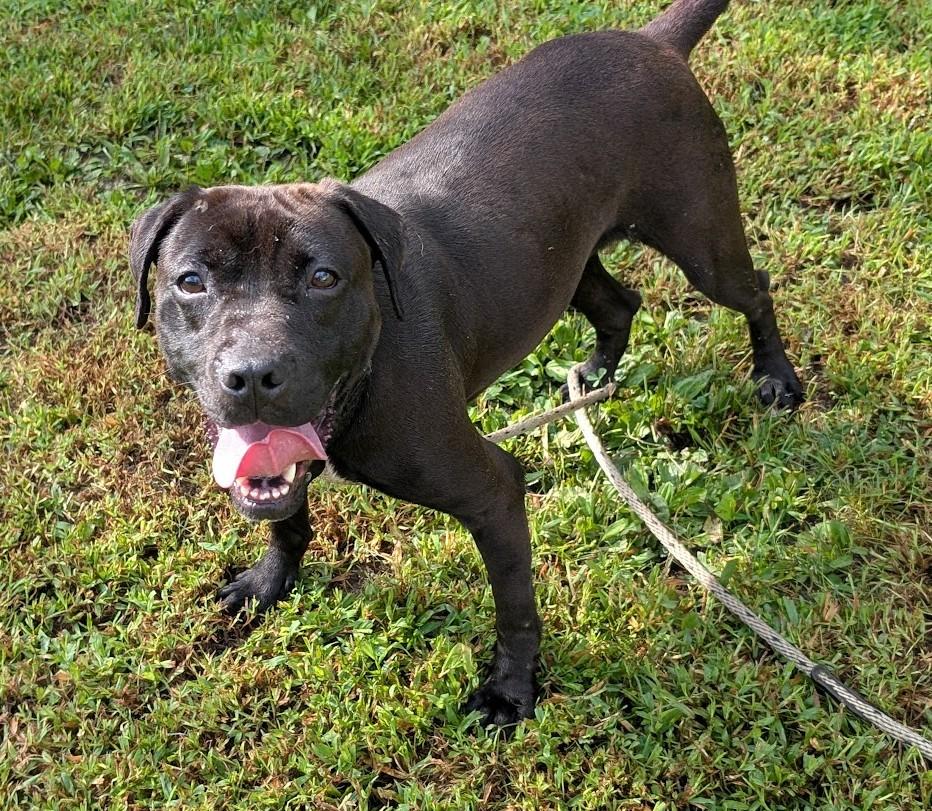 Kaya, Adoptable, Adult Female Black Labrador Retriever & Boxer.