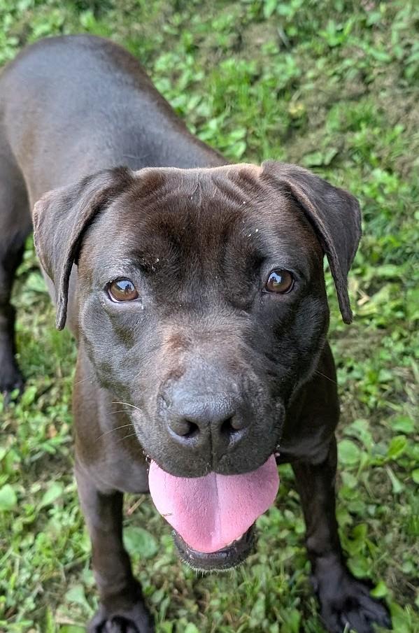 Enlarge Kaya, a Adoptable mixed breed in Carthage, IL image 2/6