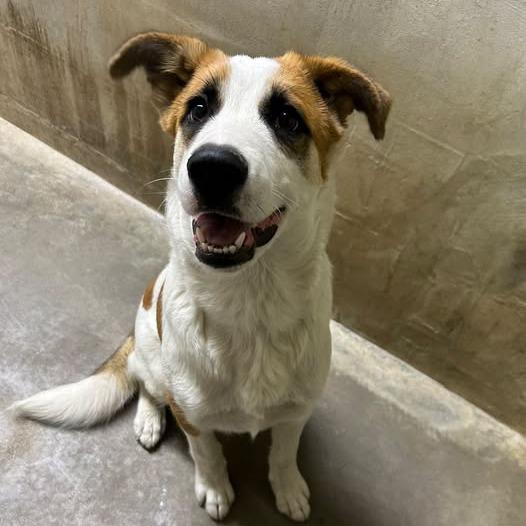 26-1392 Boone, Adoptable, Puppy Male Cattle Dog.