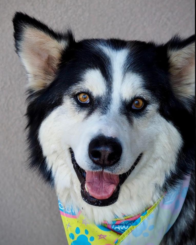 Clara, an adoptable Husky in Buena Vista, CO image 4/4