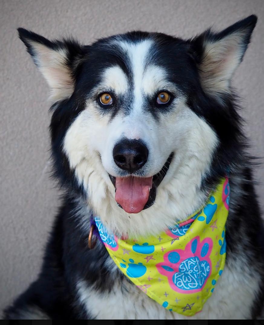Clara, adoptable, Adult Female Husky.