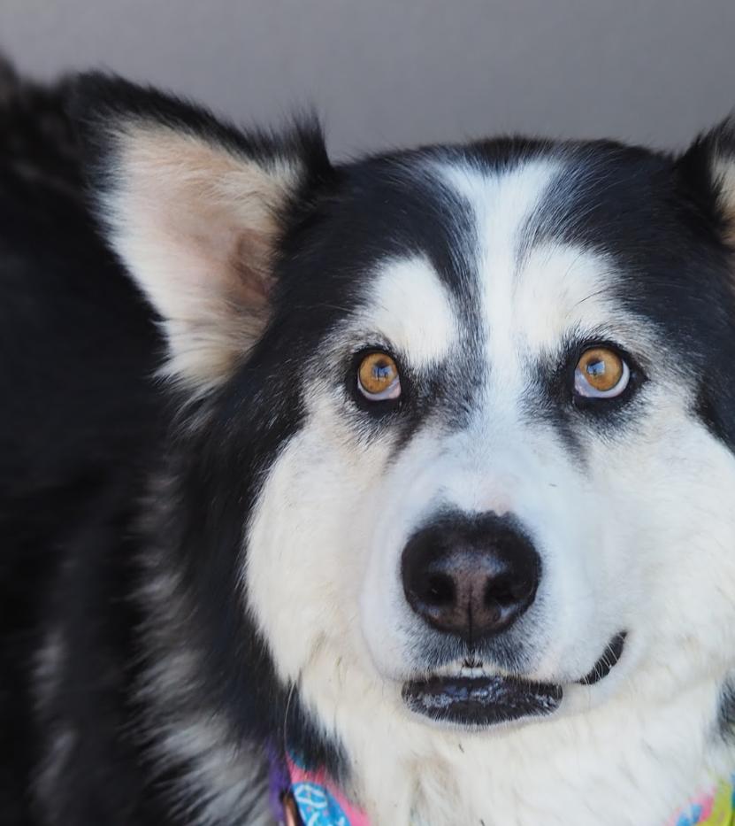 Clara, an adoptable Husky in Buena Vista, CO image 3/4