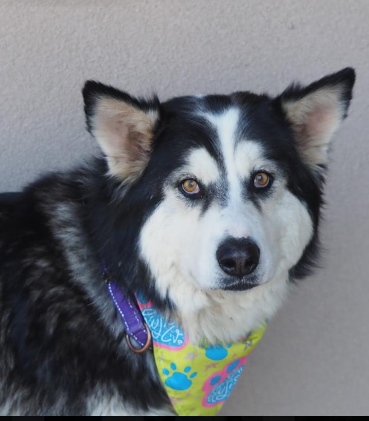 Clara, an adoptable Husky in Buena Vista, CO image 2/4