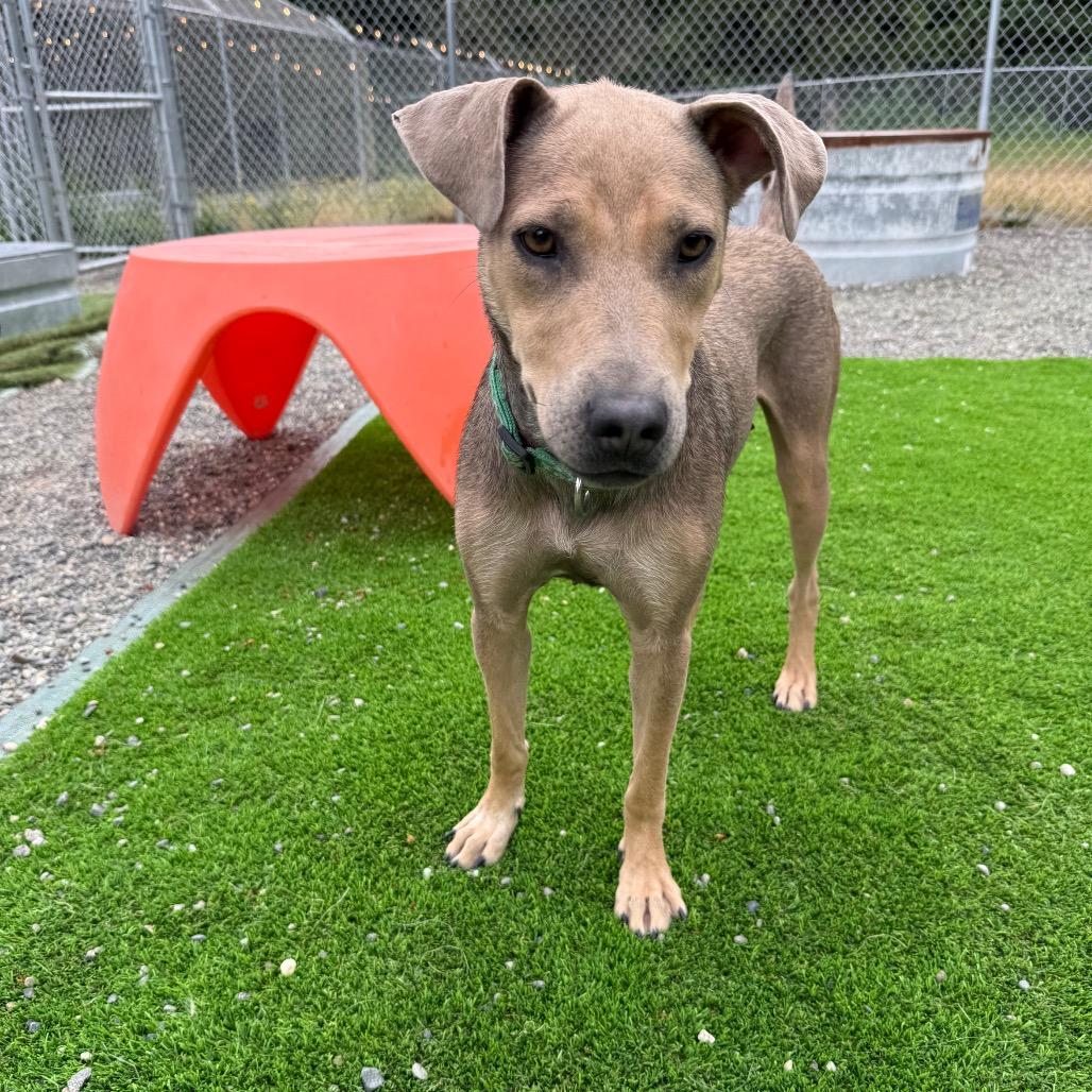 Enlarge Salsa, a Adoptable mixed breed in Tacoma, WA image 1/6