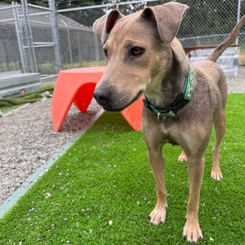 Enlarge Salsa, a Adoptable mixed breed in Tacoma, WA image 2/6
