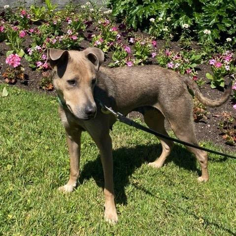 Enlarge Salsa, a Adoptable mixed breed in Tacoma, WA image 3/6