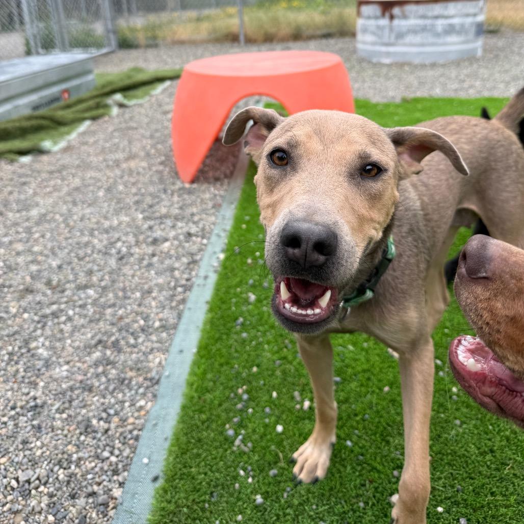 Enlarge Salsa, a Adoptable mixed breed in Tacoma, WA image 4/6