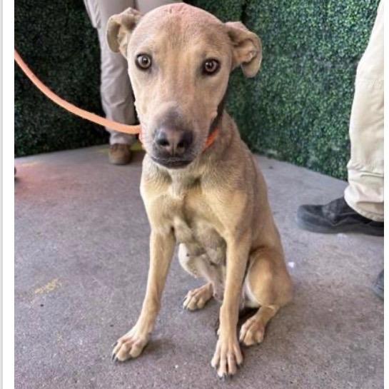 Enlarge Salsa, a Adoptable mixed breed in Tacoma, WA image 5/6