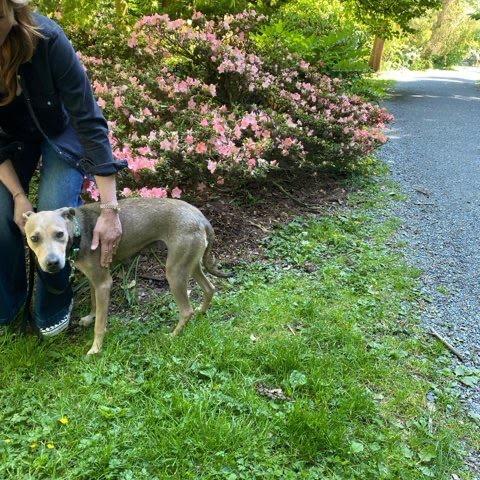 Enlarge Salsa, a Adoptable mixed breed in Tacoma, WA image 6/6