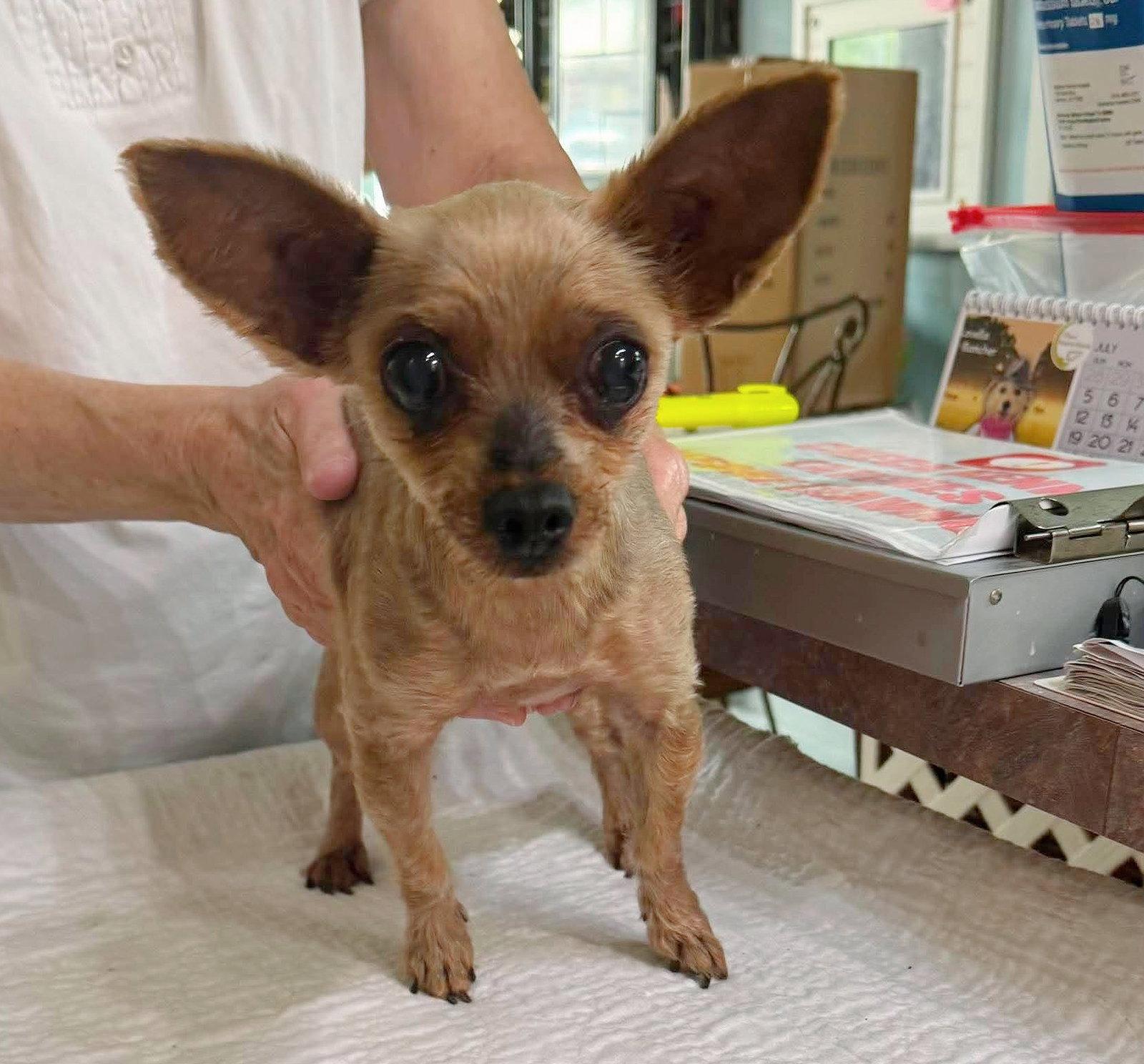 Eula Pearl (NOT YET AVAILABLE), Adopted, Senior Female Yorkshire Terrier.