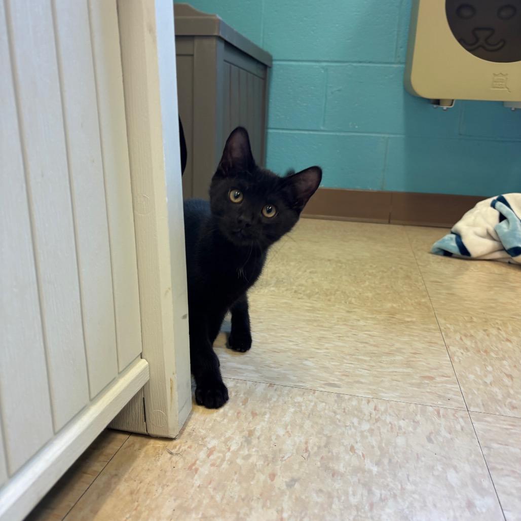 Hunter, Adoptable, Kitten Male Domestic Short Hair.