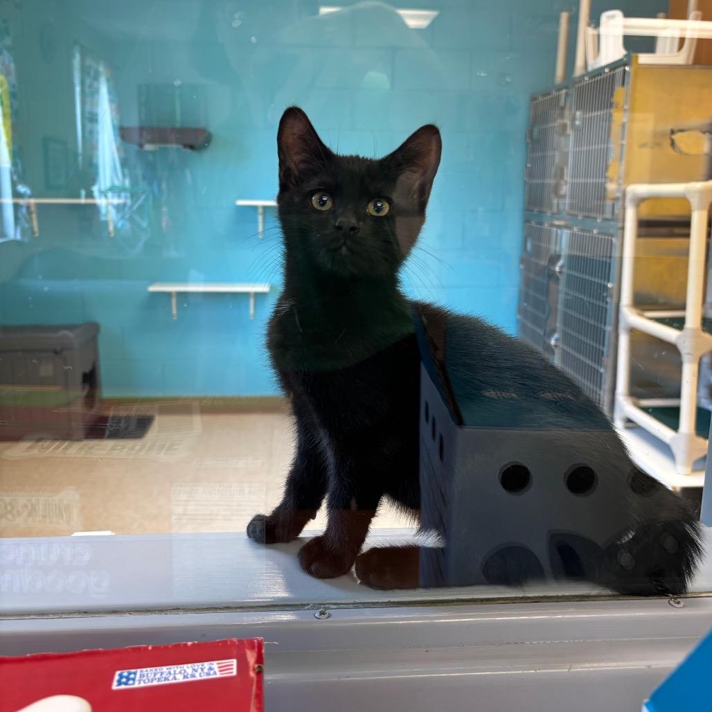 Hunter, a Adoptable Domestic Short Hair in Roxboro, NC image 2/5