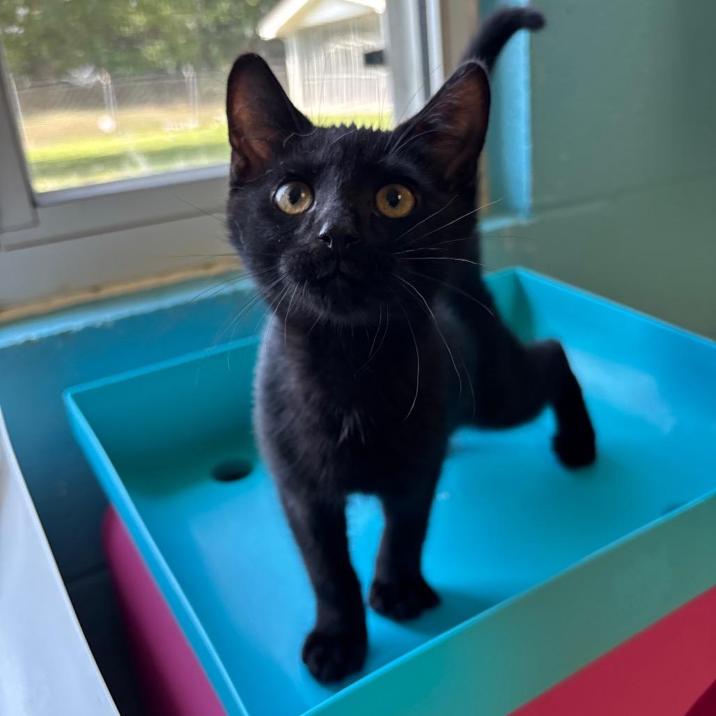 Hunter, a Adoptable Domestic Short Hair in Roxboro, NC image 3/5