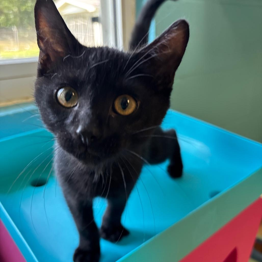 Hunter, a Adoptable Domestic Short Hair in Roxboro, NC image 4/5