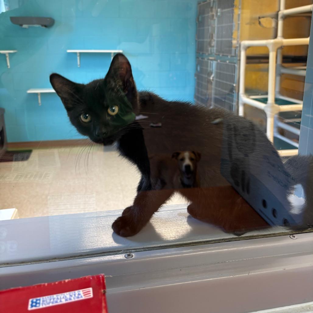 Hunter, a Adoptable Domestic Short Hair in Roxboro, NC image 5/5