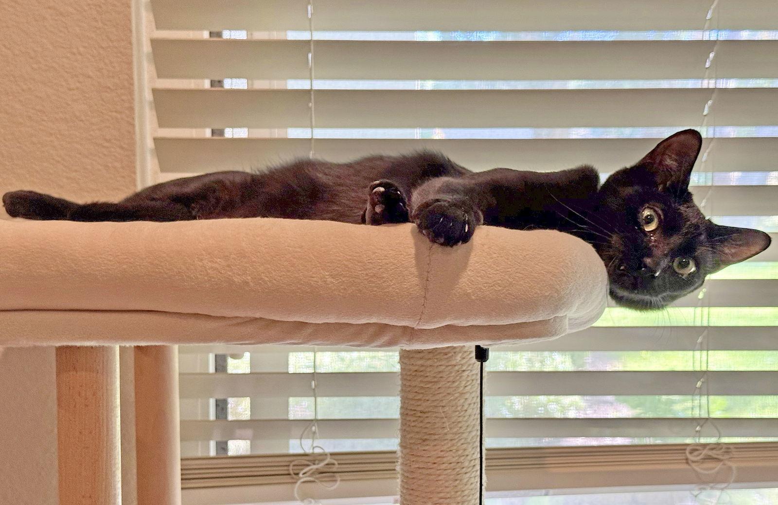 Azule, Adoptable, Young Female Bombay & Domestic Short Hair.