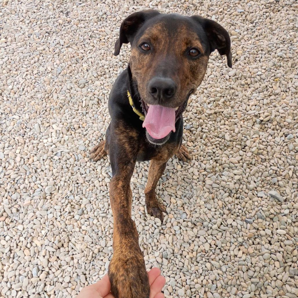 Enlarge Moose, a Adoptable mixed breed in Waynesville, NC image 2/6