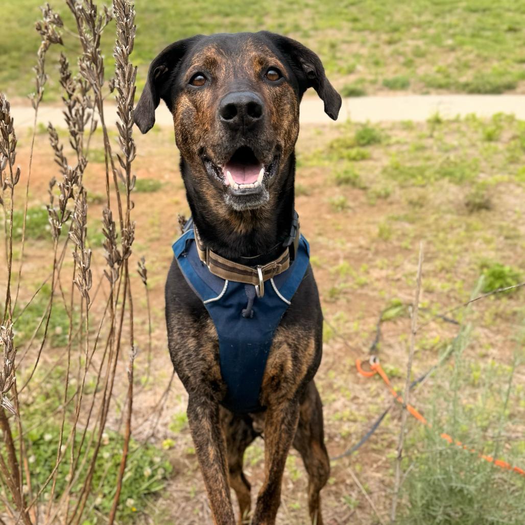 Enlarge Moose, a Adoptable mixed breed in Waynesville, NC image 3/6