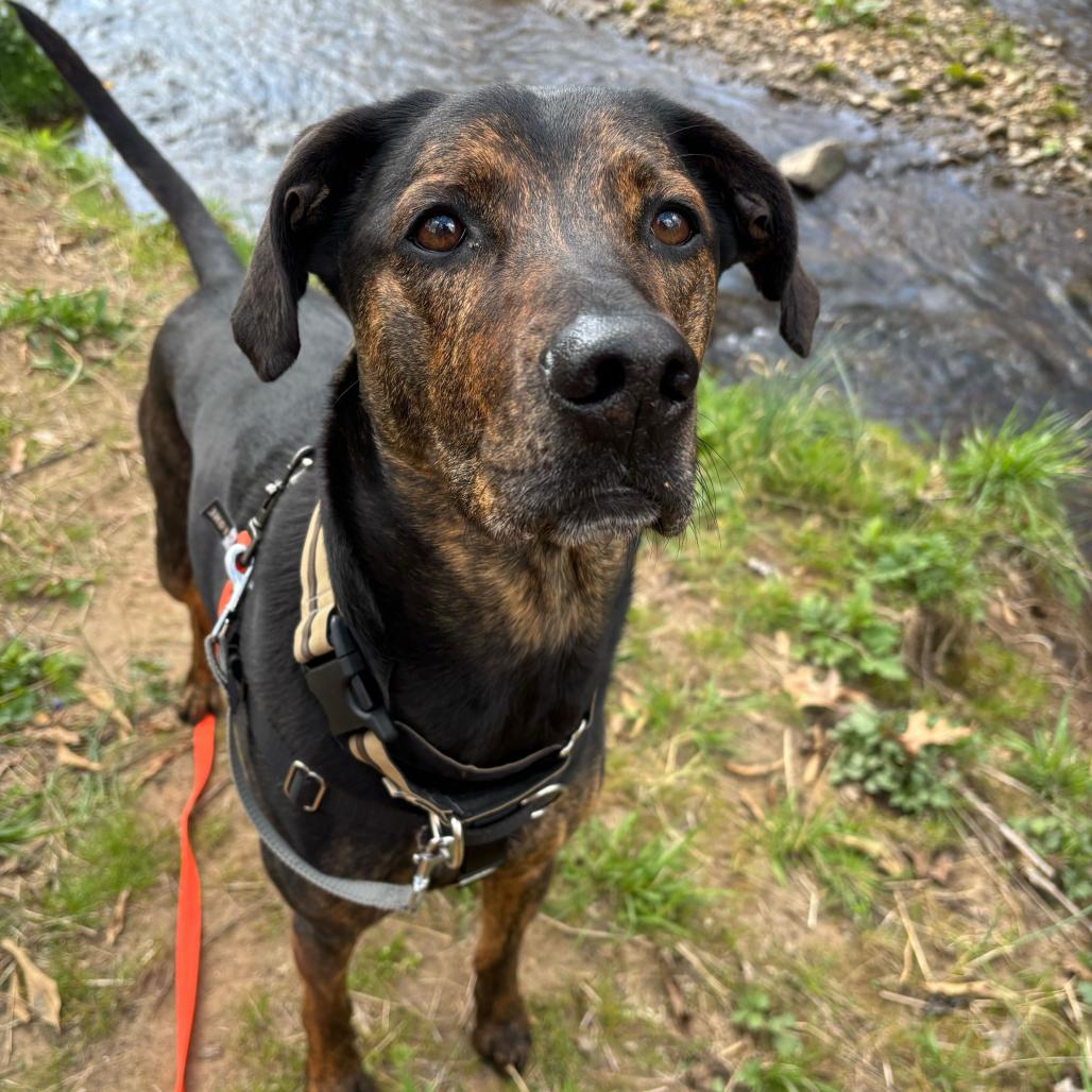 Enlarge Moose, a Adoptable mixed breed in Waynesville, NC image 4/6